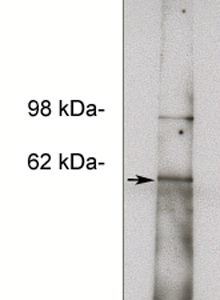 Western blot of HepG2 cell lysate (11 ug/lane) using LS-C140525 (10 ug/ml). Blots were developed with anti Rabbit HRP 1:100k and using Pierce Super Signal West Femto.