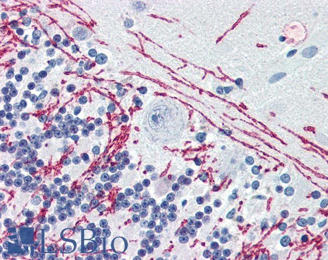 Anti-NOVA1 antibody IHC of human brain, cerebellum. Immunohistochemistry of formalin-fixed, paraffin-embedded tissue after heat-induced antigen retrieval. Antibody LS-B3085 concentration 5 ug/ml.