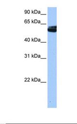 Hela cell lysate. Antibody concentration: 0.5 ug/ml. Gel concentration: 12%.