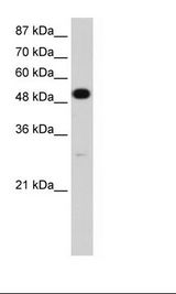 HepG2 Cell Lysate