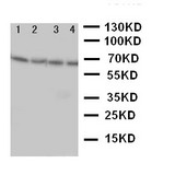 WB of NOX1 antibody. Lane 1: Rat Heart Tissue Lysate. Lane 2: Rat Brain Tissue Lysate. Lane 3: Mouse Heart Tissue Lysate. Lane 4: Mouse Heart Tissue Lysate ..