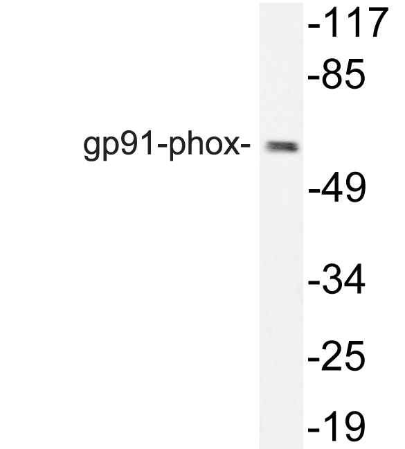 Western blot of gp91-phox antibody in extracts from HT29 cells.