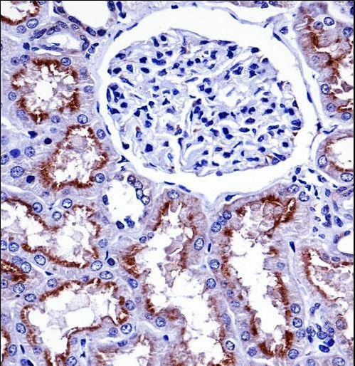 NOX4 Antibody immunohistochemistry of formalin-fixed and paraffin-embedded human kidney tissue followed by peroxidase-conjugated secondary antibody and DAB staining.