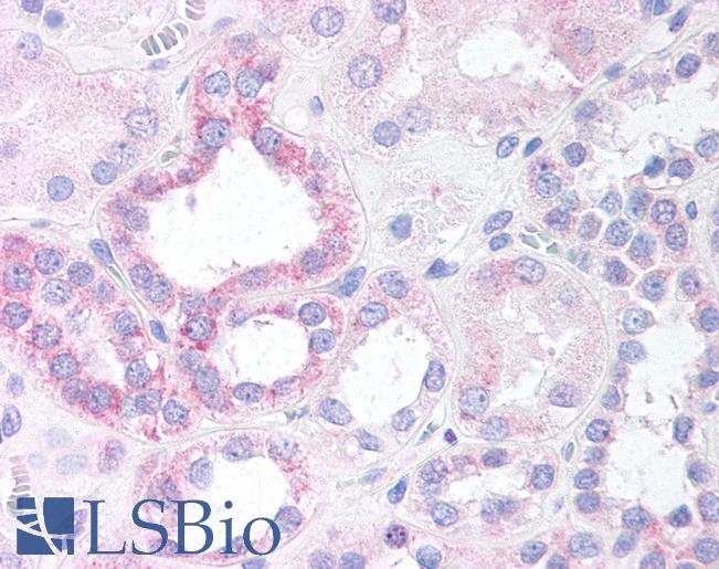 Anti-NOXO1 antibody IHC of human renal tubular epithelium. Immunohistochemistry of formalin-fixed, paraffin-embedded tissue after heat-induced antigen retrieval. Antibody LS-B3 concentration 10 ug/ml.