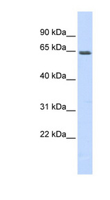 MEF2A antibody LS-C110301 Western blot of Fetal Small Intestine lysate.
