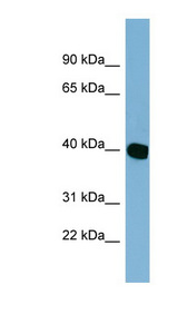 C14orf148 antibody LS-C108063 Western blot of HT1080 cell lysate.