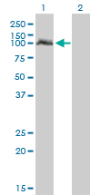 Western Blot analysis of NPAS2 expression in transfected 293T cell line by NPAS2 monoclonal antibody (M03), clone 6C9.Lane 1: NPAS2 transfected lysate(91.8 KDa).Lane 2: Non-transfected lysate.