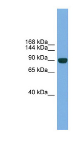 NPAS2 antibody LS-C116021 Western blot of Mouse Muscle lysate.