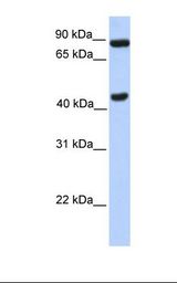 Transfected 293T cell lysate. Antibody concentration: 1.0 ug/ml. Gel concentration: 12%.