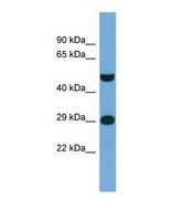 Western blot of Human THP-1. NPAS3 antibody dilution 1.0 ug/ml.