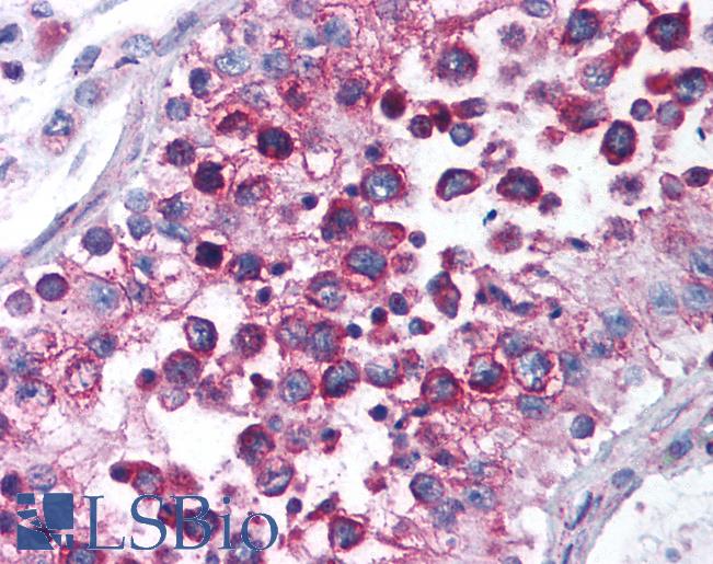 Anti-NPAS3 antibody IHC of human testis. Immunohistochemistry of formalin-fixed, paraffin-embedded tissue after heat-induced antigen retrieval. Antibody LS-B1381 concentration 5 ug/ml.