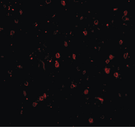 Immunofluorescence of NPAS3 in human brain tissue with NPAS3 antibody at 20 ug/ml.
