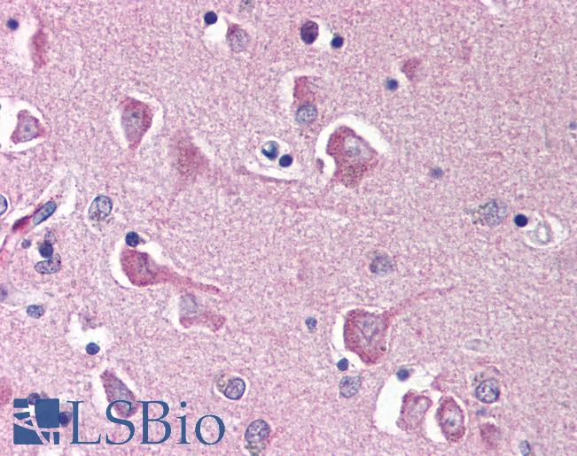 Anti-NPAS3 antibody IHC of human brain, cortex. Immunohistochemistry of formalin-fixed, paraffin-embedded tissue after heat-induced antigen retrieval. Antibody LS-B534 concentration 10 ug/ml.