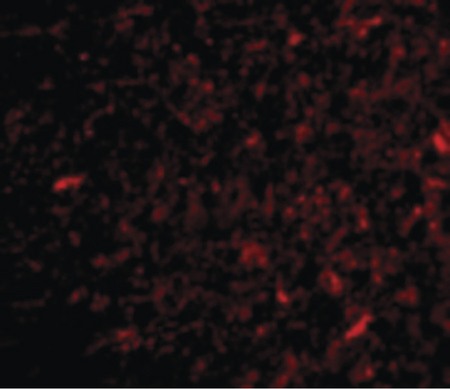 Immunofluorescence of NPAS3 in Human Brain cells with NPAS3 antibody at 20 ug/ml.