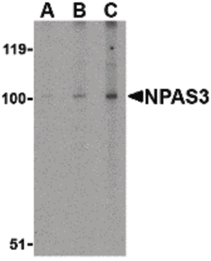 Western blot of NPAS3 in rat brain tissue lysate with NPAS3 antibody at (A) 0.5, (B) 1 and (C) 2 ug/ml.