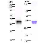 Left : Western blot analysis of immunized recombinant protein, using anti-NPAT monoclonal antibody. Right : CBB staining of immunized recombinant protein.