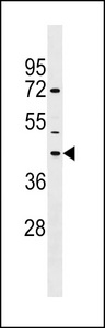 NPBWR1 Antibody western blot of NCI-H292 cell line lysates (35 ug/lane). The NPBWR1 Antibody detected the NPBWR1 protein (arrow).