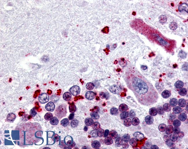 Anti-NPBWR1 antibody LS-A173 IHC of human brain, cerebellum. Immunohistochemistry of formalin-fixed, paraffin-embedded tissue after heat-induced antigen retrieval.