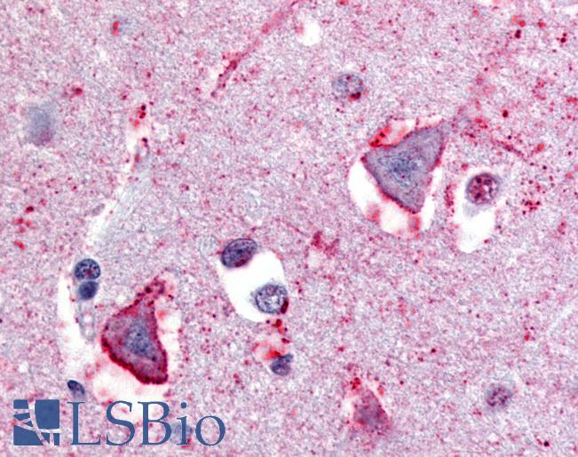 Anti-NPBWR1 antibody LS-A174 IHC of human brain. Immunohistochemistry of formalin-fixed, paraffin-embedded tissue after heat-induced antigen retrieval.