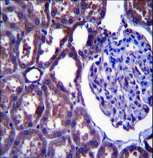 NPC1 Antibody immunohistochemistry of formalin-fixed and paraffin-embedded human kidney tissue followed by peroxidase-conjugated secondary antibody and DAB staining.