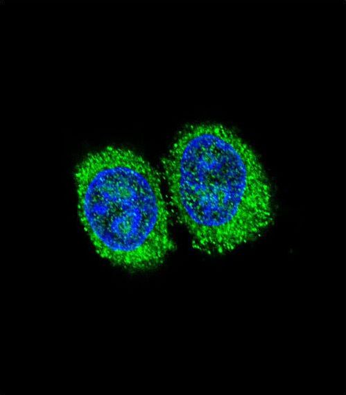 Confocal immunofluorescent of NPC1 Antibody with 293 cell followed by Alexa Fluor 488-conjugated goat anti-rabbit lgG (green). DAPI was used to stain the cell nuclear (blue).