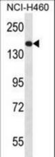 NPC1 Antibody western blot of NCI-H460 cell line lysates (35 ug/lane). The NPC1 antibody detected the NPC1 protein (arrow).