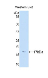 Western blot of recombinant NPEPPS.