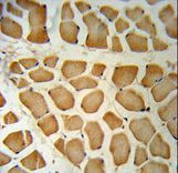 PSA Antibody IHC of formalin-fixed and paraffin-embedded human Skeletal muscle followed by peroxidase-conjugated secondary antibody and DAB staining.