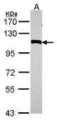 Sample (30 ug of whole cell lysate). A: Hela. 7.5% SDS PAGE. NPEPPS antibody diluted at 1:1000.