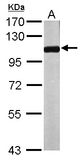 Sample (50 ug of whole cell lysate). A: Mouse brain. 7.5% SDS PAGE. NPEPPS antibody diluted at 1:1000.