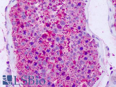 Anti-NPFF2 / NPFFR2 antibody IHC of human testis. Immunohistochemistry of formalin-fixed, paraffin-embedded tissue after heat-induced antigen retrieval. Antibody LS-A3304 dilution 4-7 ug/ml.