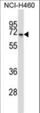 NPFFR2 Antibody western blot of NCI-H460 cell line lysates (35 ug/lane). The NPFFR2 antibody detected the NPFFR2 protein (arrow).
