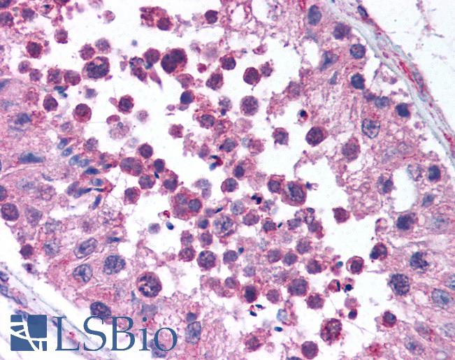 Anti-NPFFR2 antibody IHC of human testis. Immunohistochemistry of formalin-fixed, paraffin-embedded tissue after heat-induced antigen retrieval. Antibody LS-B673 concentration 5 ug/ml.