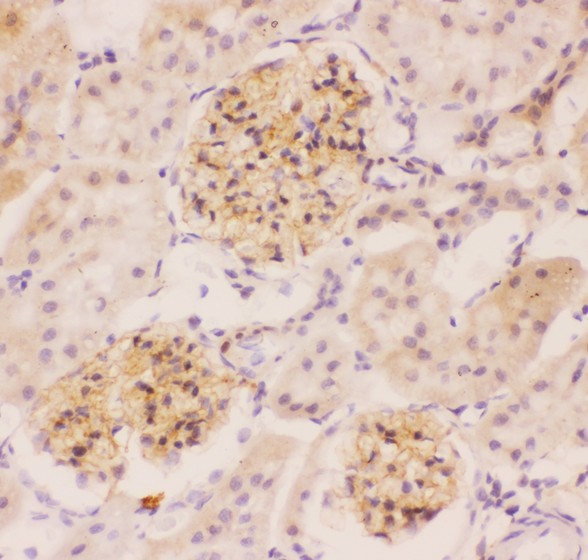 Nephrin antibody IHC-paraffin: Mouse Kidney Tissue.