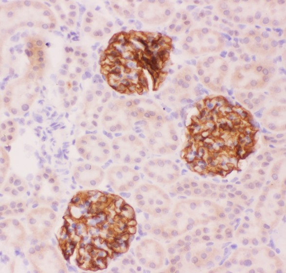 Nephrin antibody IHC-paraffin: Rat Kidney Tissue.