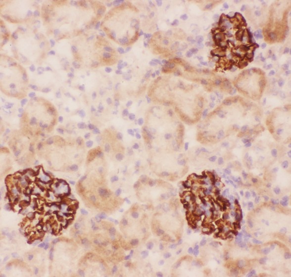 Nephrin antibody IHC-frozen: Mouse Kidney Tissue.
