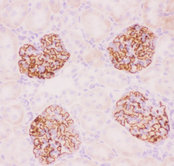 Nephrin antibody IHC-frozen: Rat Kidney Tissue.