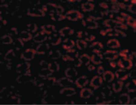 Immunofluorescence of Nephrin in Mouse Kidney cells with Nephrin antibody at 10 ug/ml.