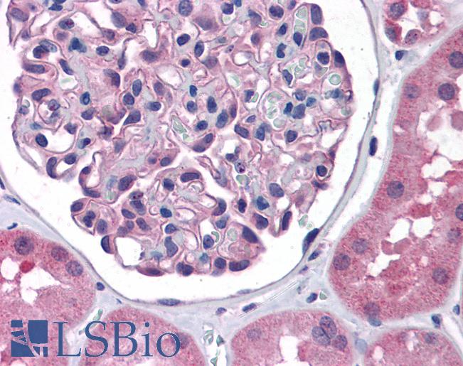 Anti-Nephrin antibody IHC of human kidney. Immunohistochemistry of formalin-fixed, paraffin-embedded tissue after heat-induced antigen retrieval. Antibody LS-B4724 concentration 5 ug/ml.