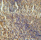 MEF2A Antibody immunohistochemistry of formalin-fixed and paraffin-embedded human tonsil tissue followed by peroxidase-conjugated secondary antibody and DAB staining.