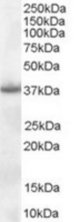 NPM1 antibody (0.1 ug/ml) staining of Hela lysate (35 ug protein/ml in RIPA buffer). Primary incubation was 1 hour. Detected by chemiluminescence.