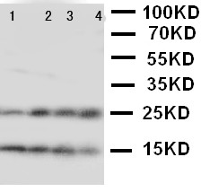 WB of NPM2 antibody. Lane 1: HELA Cell Lysate. Lane 2: U87 Cell Lysate. Lane 3: A549 Cell Lysate. Lane 4: SMMC Cell Lysate.