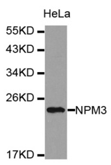 Western blot analysis of extracts of HeLa cell lines, using NPM3 antibody.