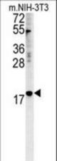 NPM3 Antibody western blot of mouse NIH-3T3 cell line lysates (35 ug/lane). The NPM3 antibody detected the NPM3 protein (arrow).