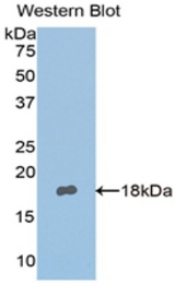 Western blot of recombinant NPNT / Nephronectin.