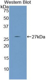 Western blot of recombinant NPNT / Nephronectin.