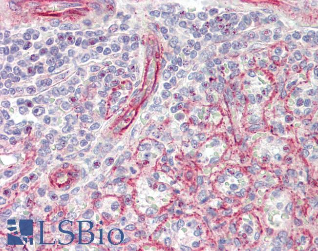 Anti-NPPA / ANP antibody IHC staining of human spleen. Immunohistochemistry of formalin-fixed, paraffin-embedded tissue after heat-induced antigen retrieval.