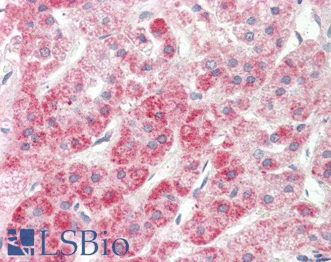 Anti-NPR2L / TUSC4 antibody IHC staining of human adrenal. Immunohistochemistry of formalin-fixed, paraffin-embedded tissue after heat-induced antigen retrieval. Antibody LS-B9747 concentration 20 ug/ml.