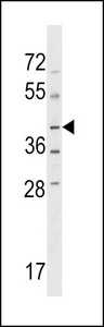 NPRL2 Antibody western blot of HL-60 cell line lysates (35 ug/lane). The NPRL2 antibody detected the NPRL2 protein (arrow).