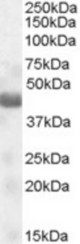Antibody (0.1 ug/ml) staining of Human Muscle lysate (35 ug protein in RIPA buffer). Primary incubation was 1 hour. Detected by chemiluminescence.